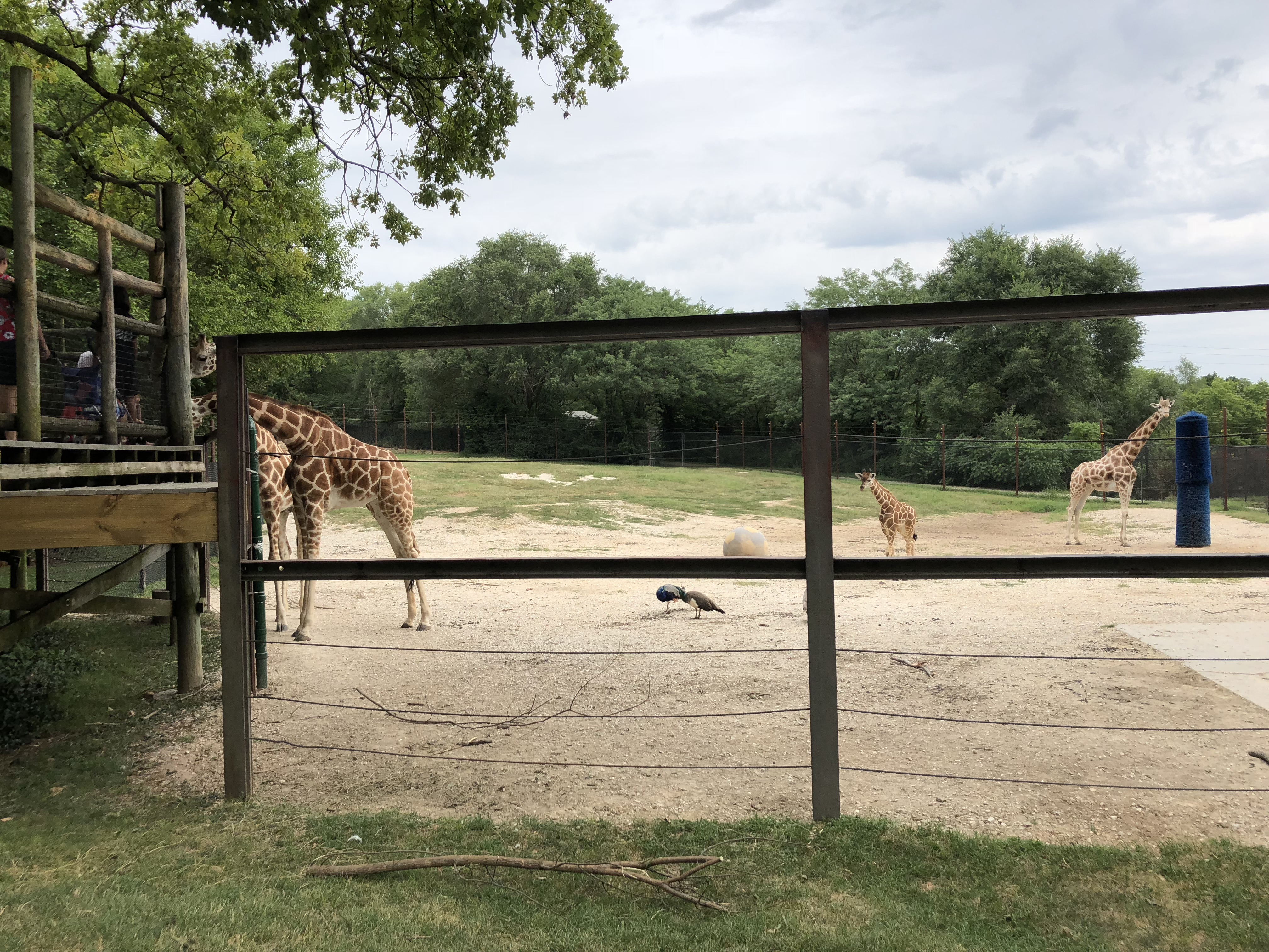 Dickerson Park Photos - Zoo With Us