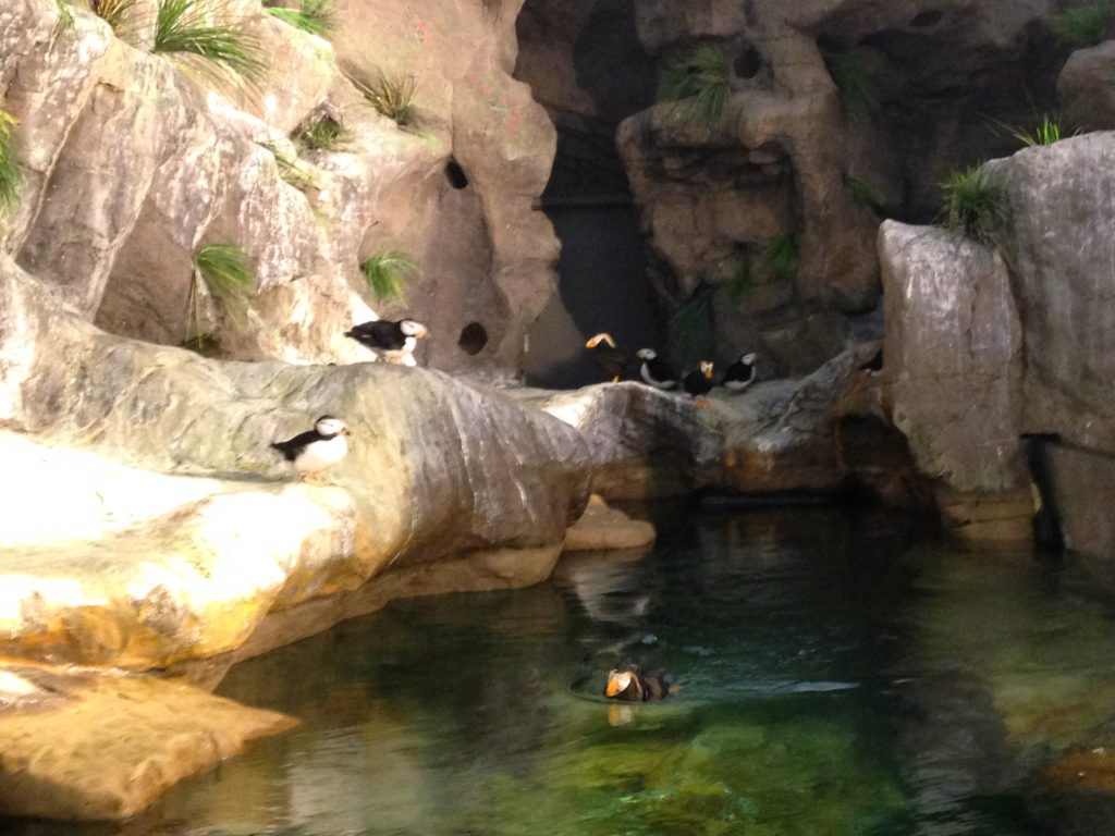 Top 5 Penguin Exhibits – Zoo With Us